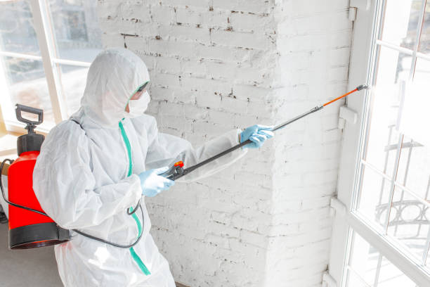 Best Emergency Mold Remediation in Kings Park, NY