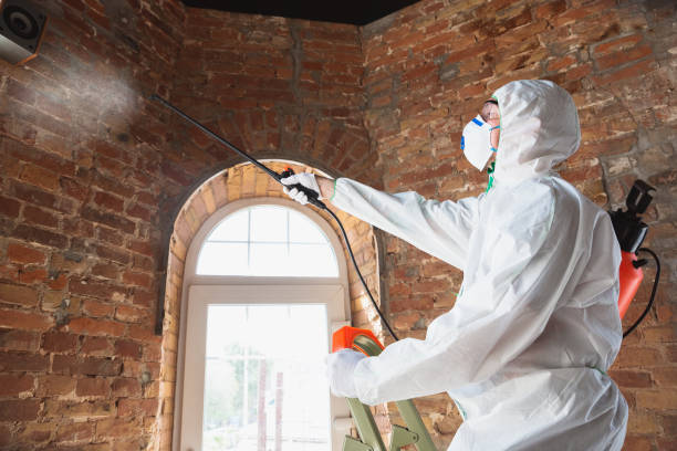 Kings Park, NY Mold Removal Company