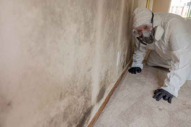 Why You Should Choose Our Mold Remediation Services in Kings Park, NY